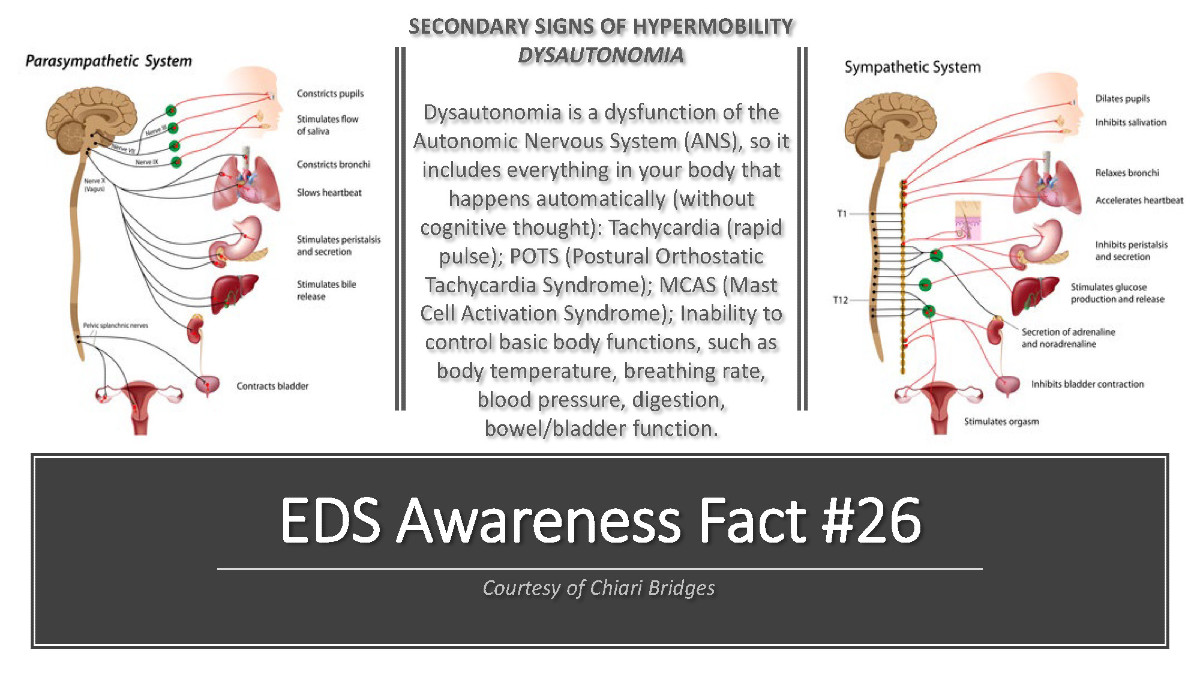 EDS Awareness Fact #26
