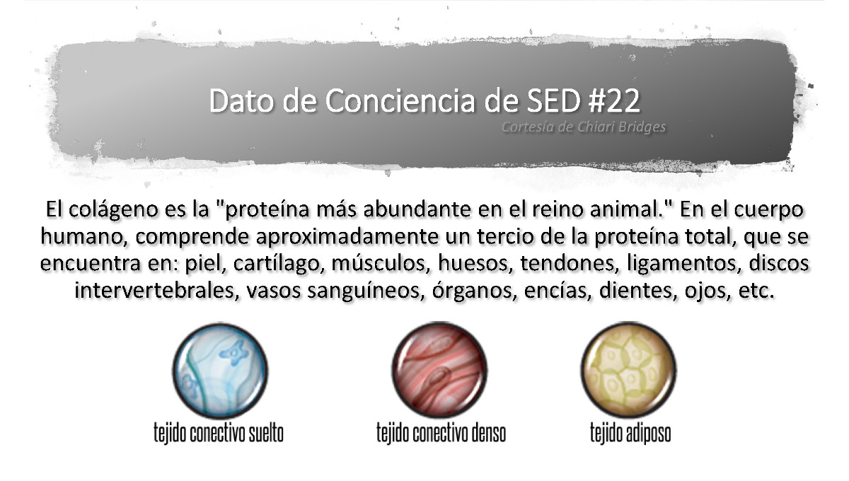 Dato de conciencia de SED #22